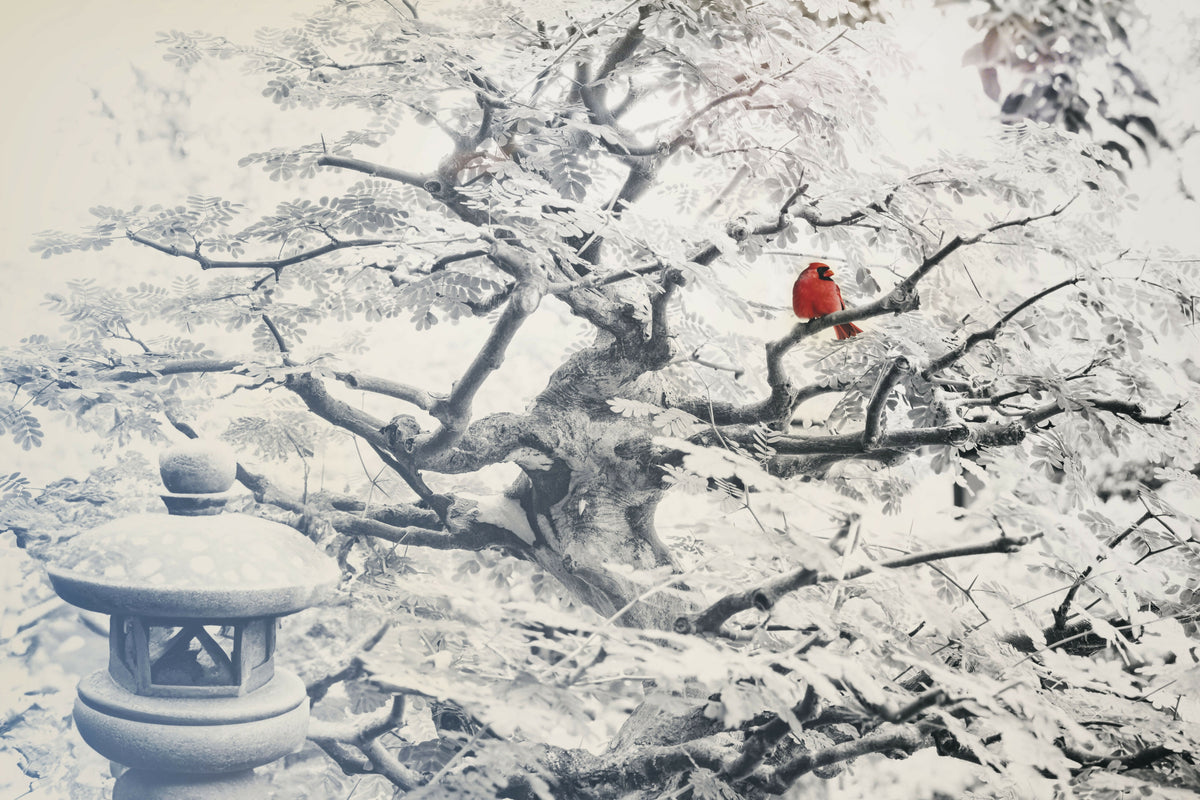 Zen Theme with Cardinal Perched on Tree Branch, Japanese Lantern
