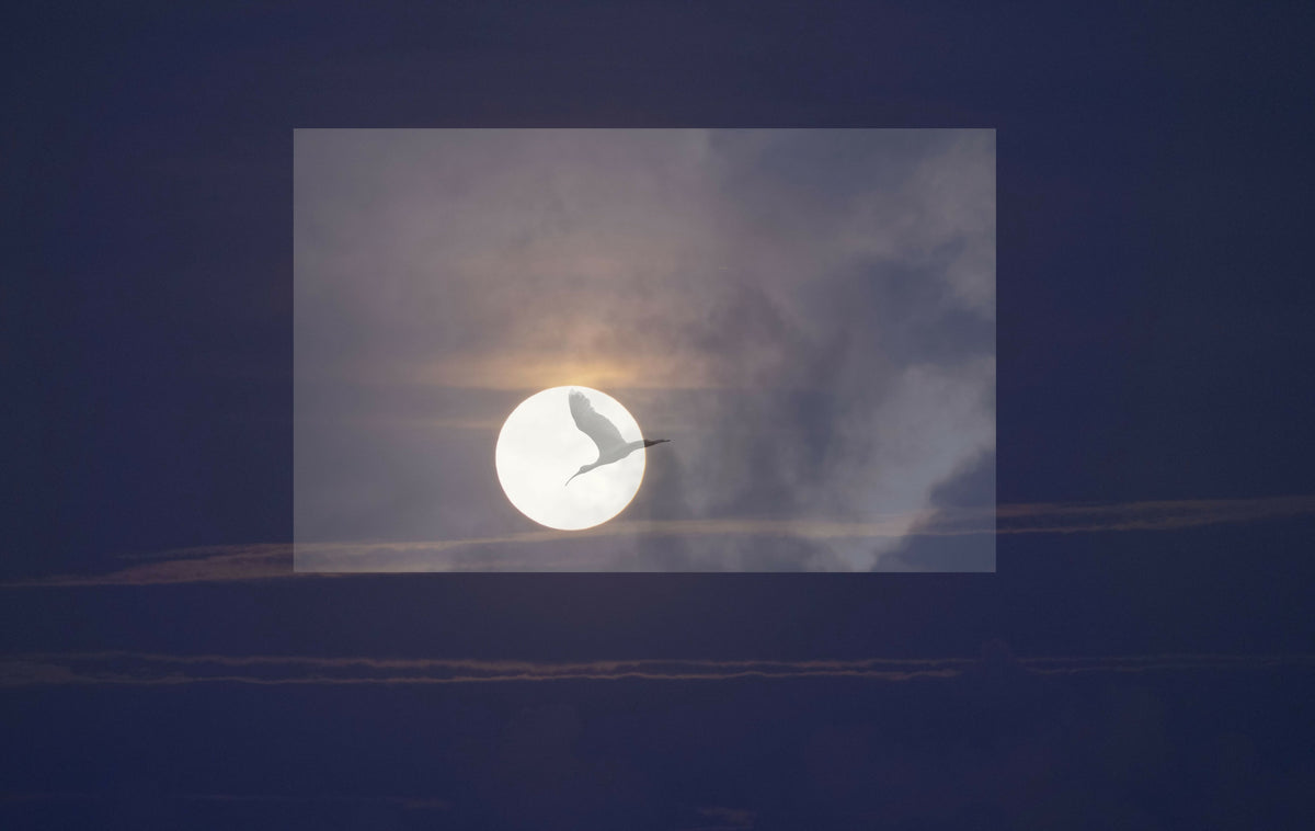 Romantic Bird Flying Across the Moon