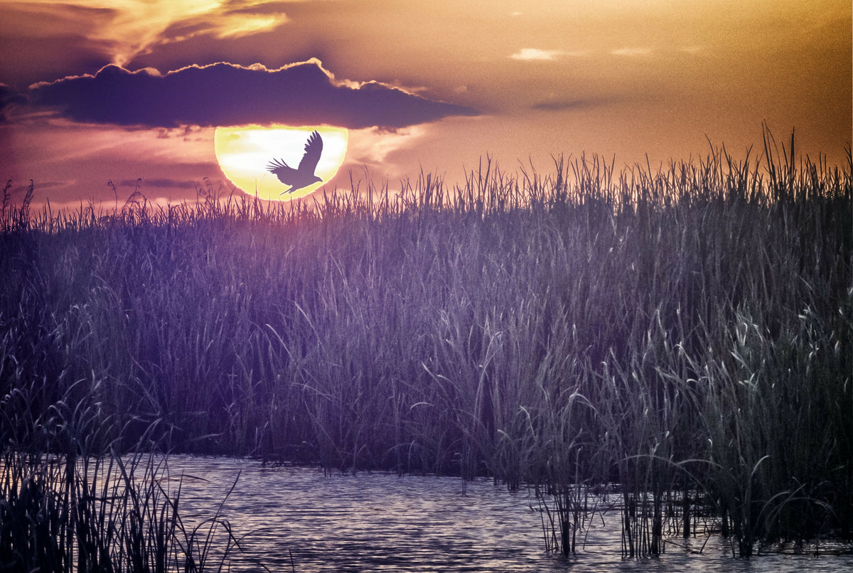 Abstract of Birds in Flight
