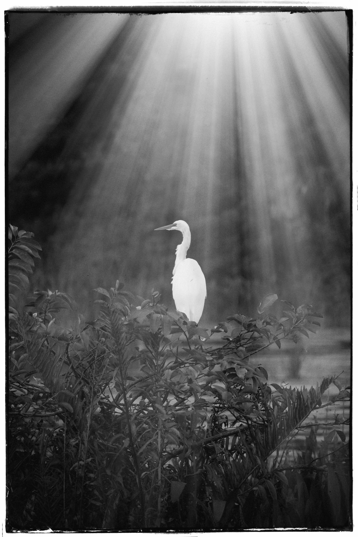 Inspiring Portrait of Great Egret