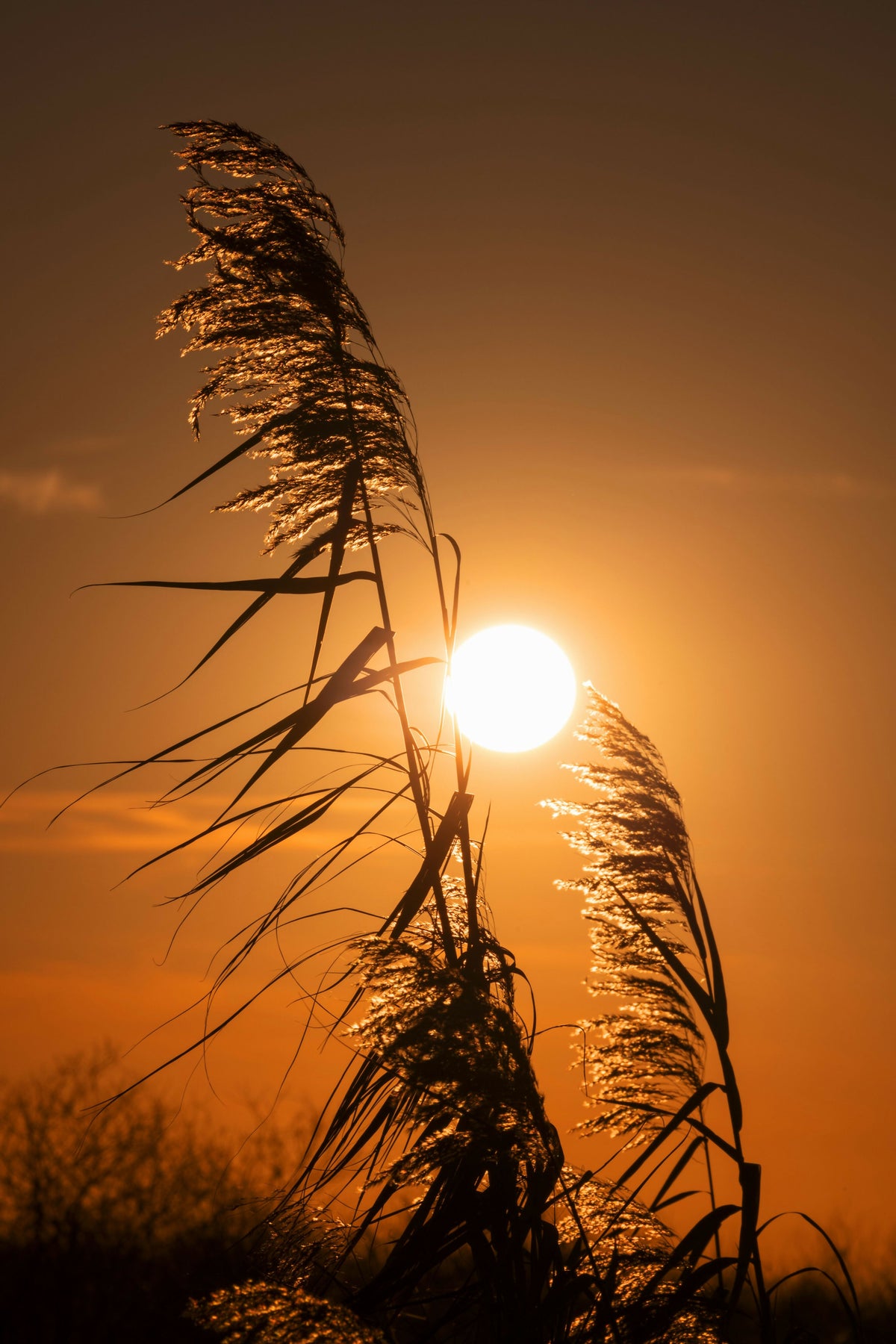 Sunset with Silhouetted Sea Oats