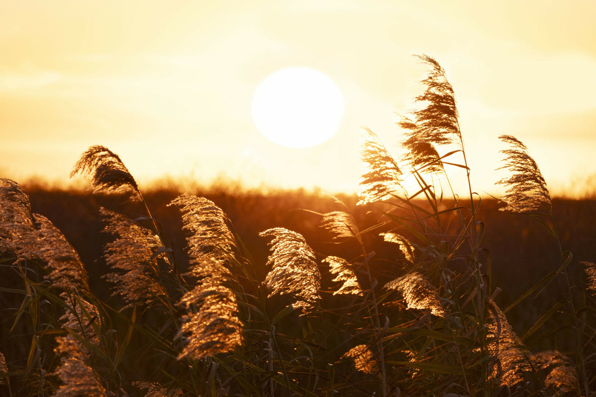 Peaceful Sunset with Silhouetted Sea Oats