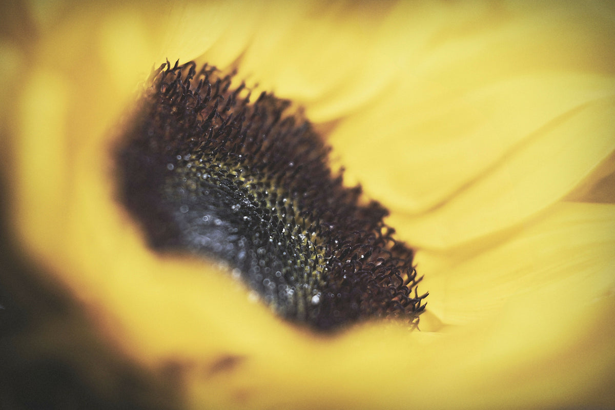 Yellow Sunflower