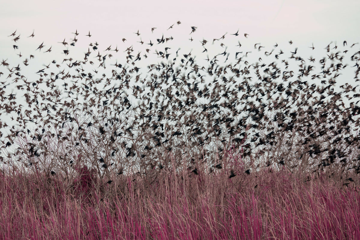 Serene Starlings Perched on Branches