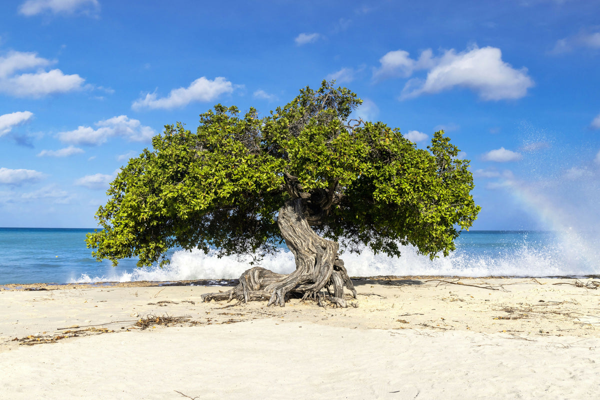 Aruba, Eagle Beach Famous Fofoti Tree