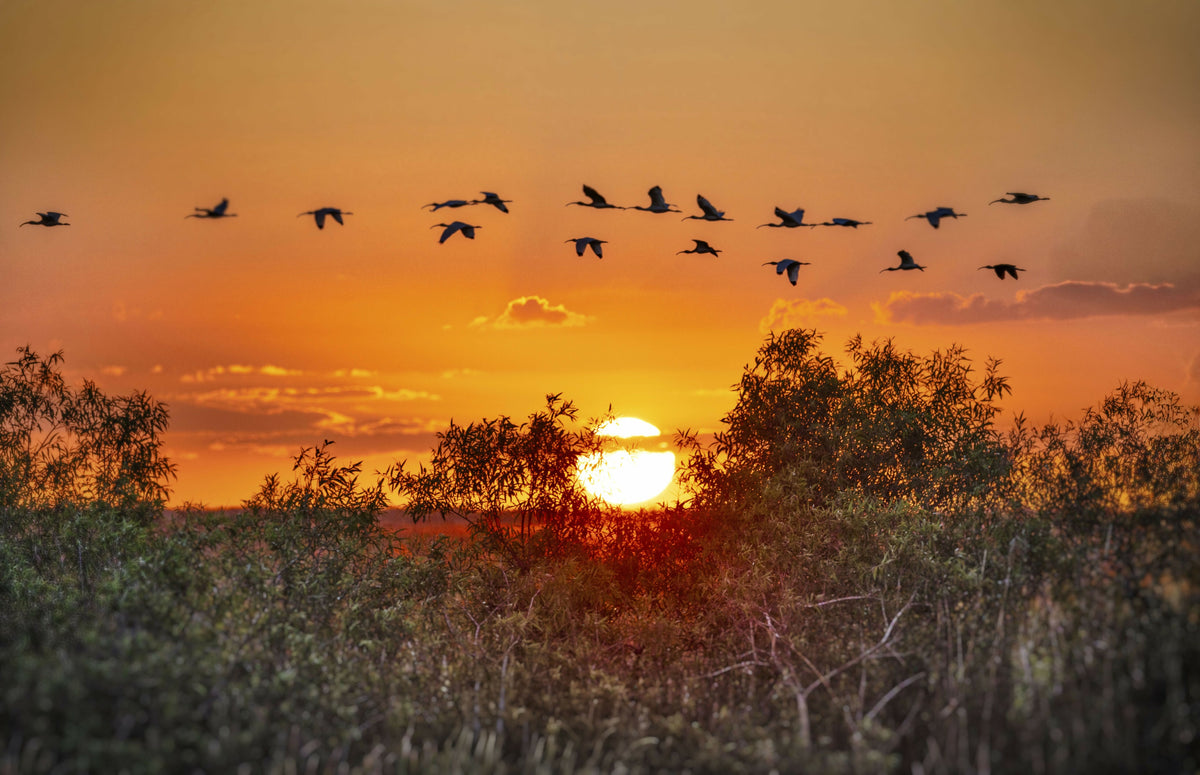 Florida, Boynton Beach, Arthur R. Marshall Loxahatchee National Wildlife Refuge, Sunset with Flock of Birds