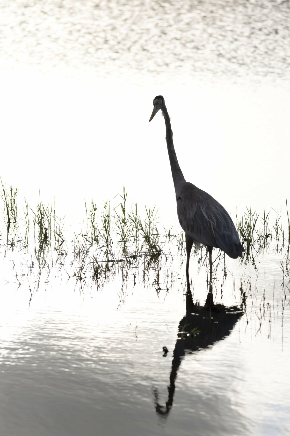 Silhouette of Great Blue Heron