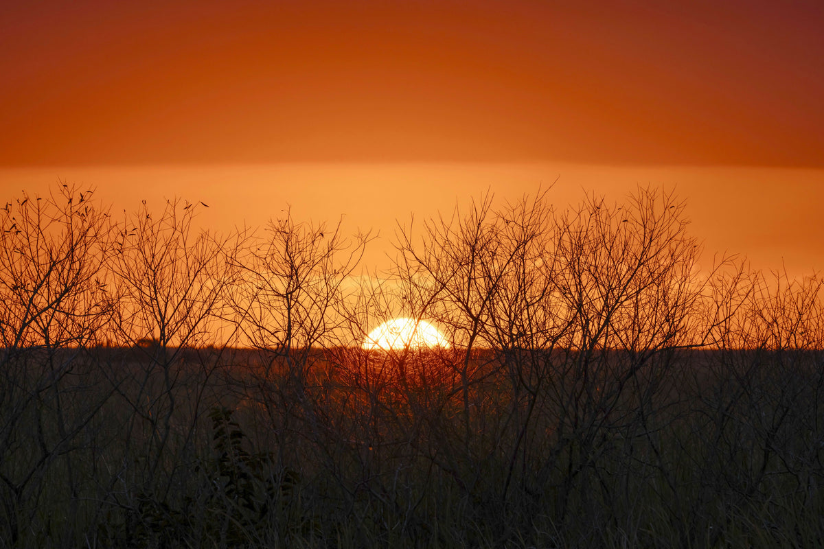 Dramatic Sunset with Tree Branches