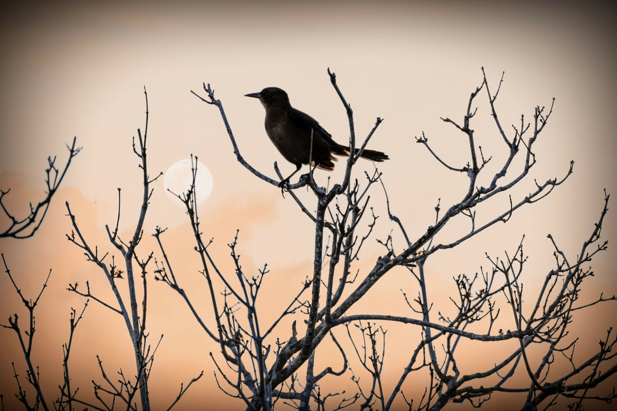 Bird on Branches
