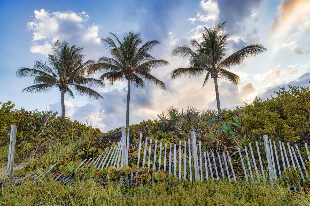 Serene Palm Trees with Wooden Picket Fence at Sunset