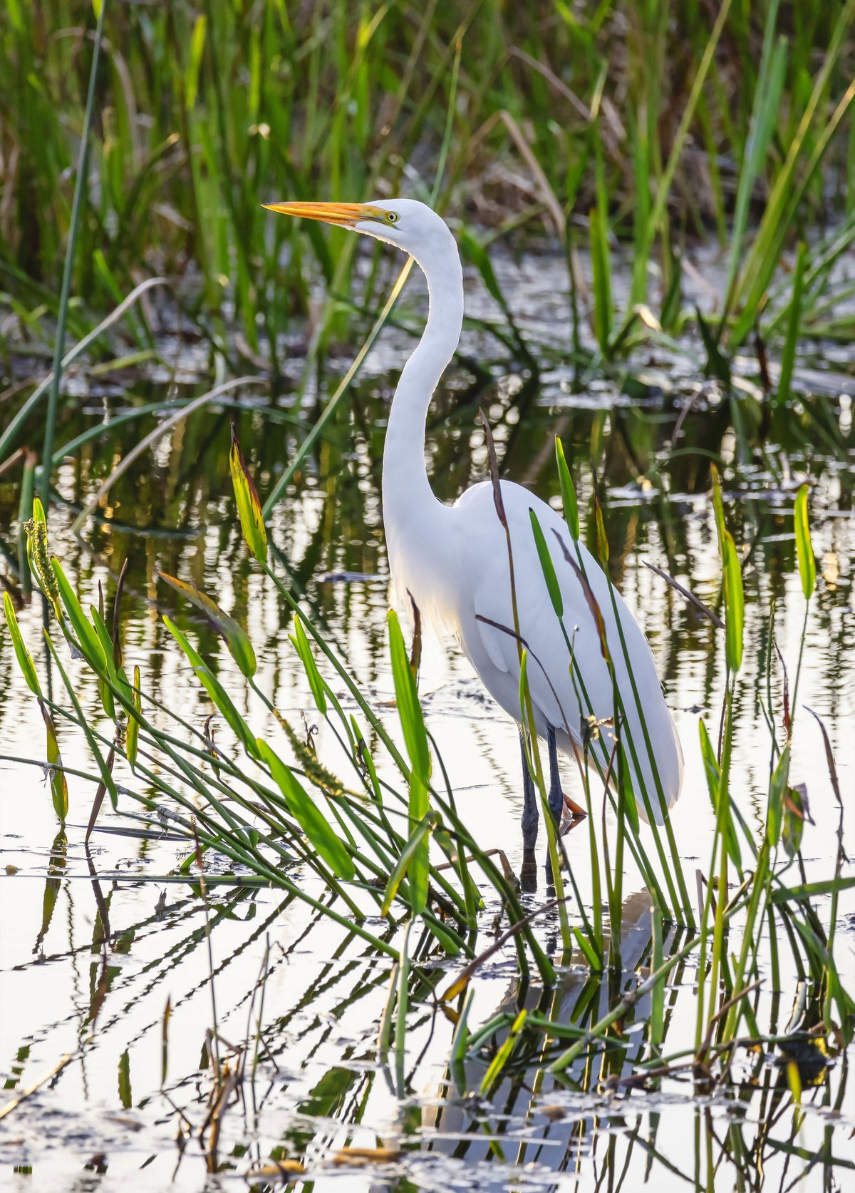 Portrait of Great Egret