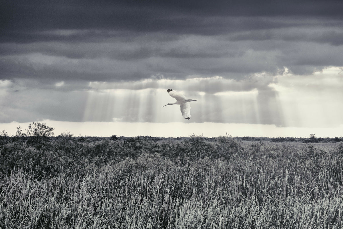 American White Ibis Flying over the Everglades