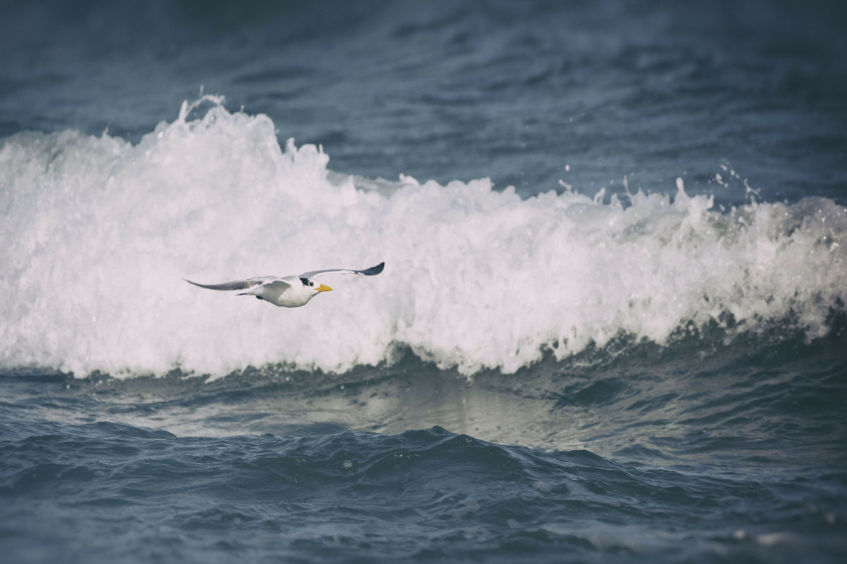 Tranquil Seagull Flying