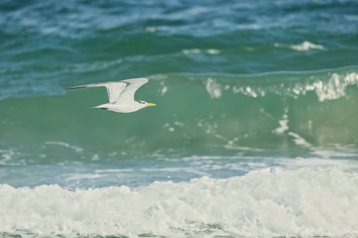 Colorful Seagull Flying