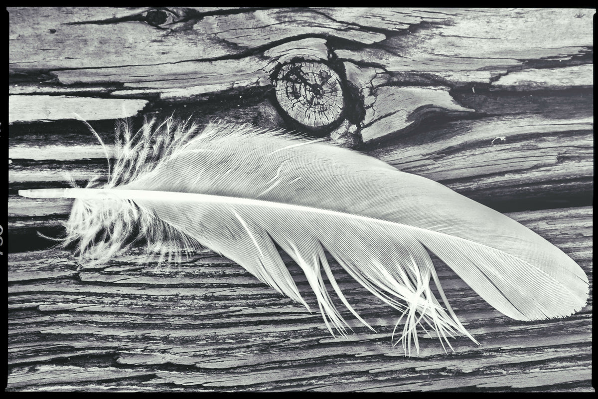 Ethereal White Feather Against Wooden Floor