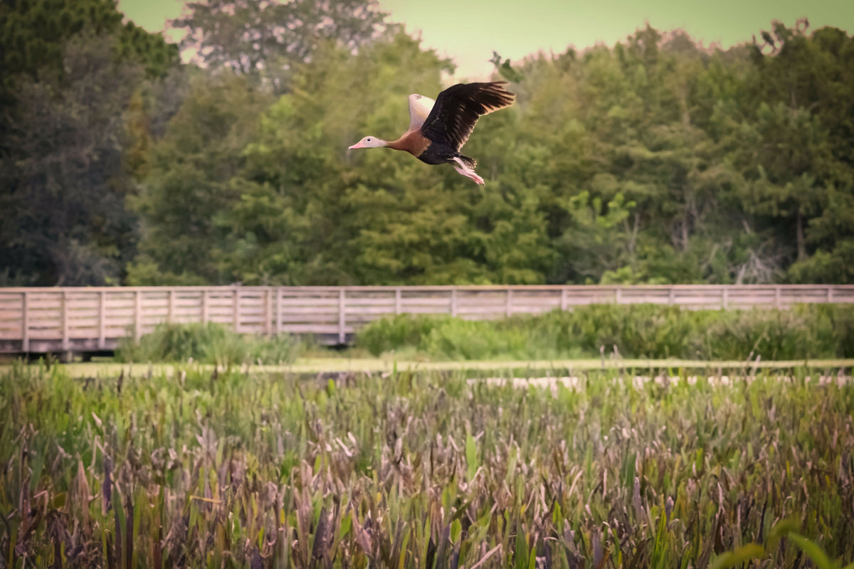Florida, Boynton Beach, Green Cay Nature Center, Black-bellied Whistling Duck Flying over Marshland