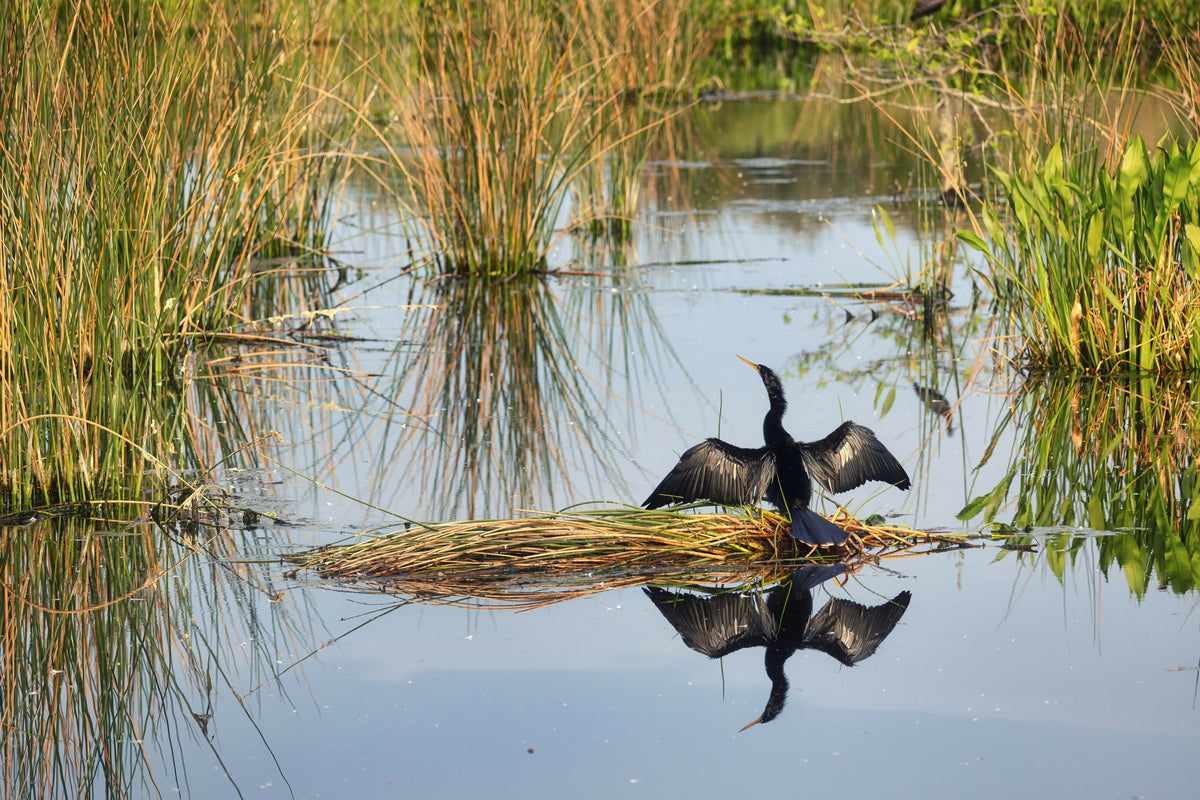 Anhinga Drying Its Wings