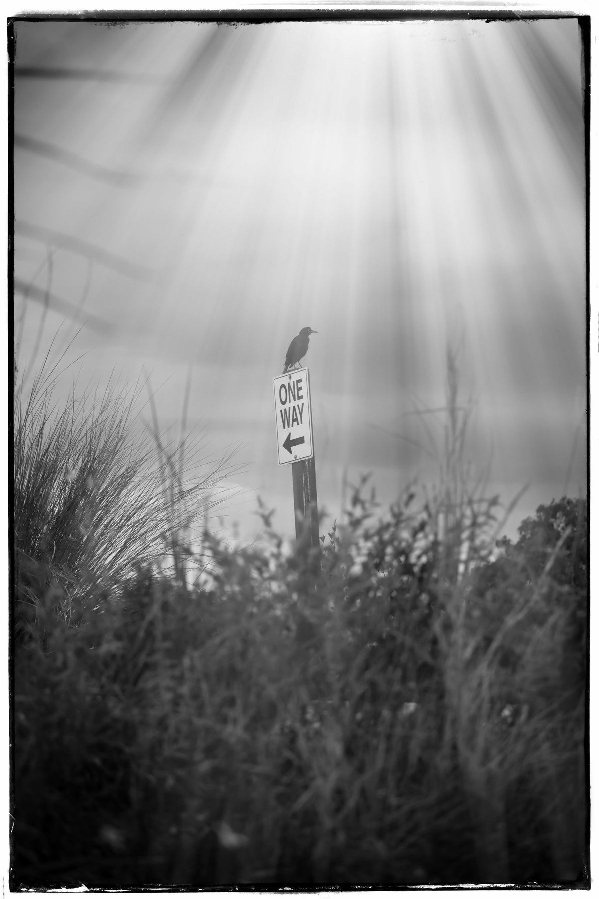Bird Perched on a One Way Traffic Sign