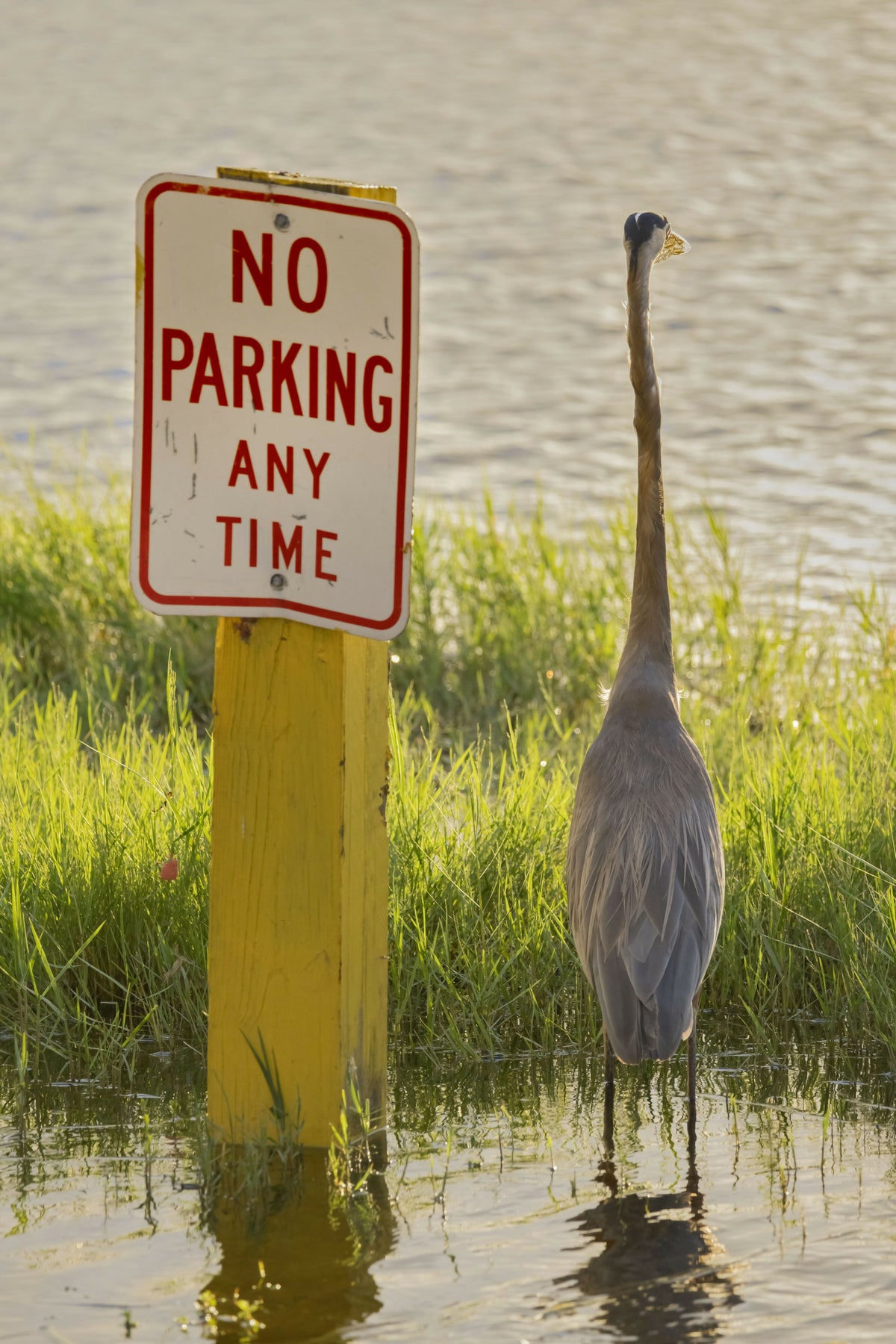 Great Blue Heron Standing Next to a No Parking Any Time Sign