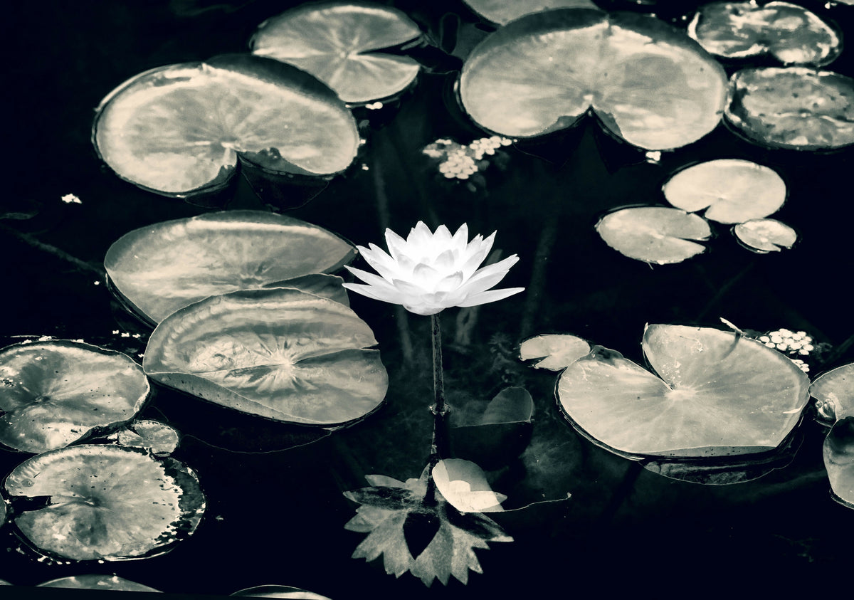 Water Lily