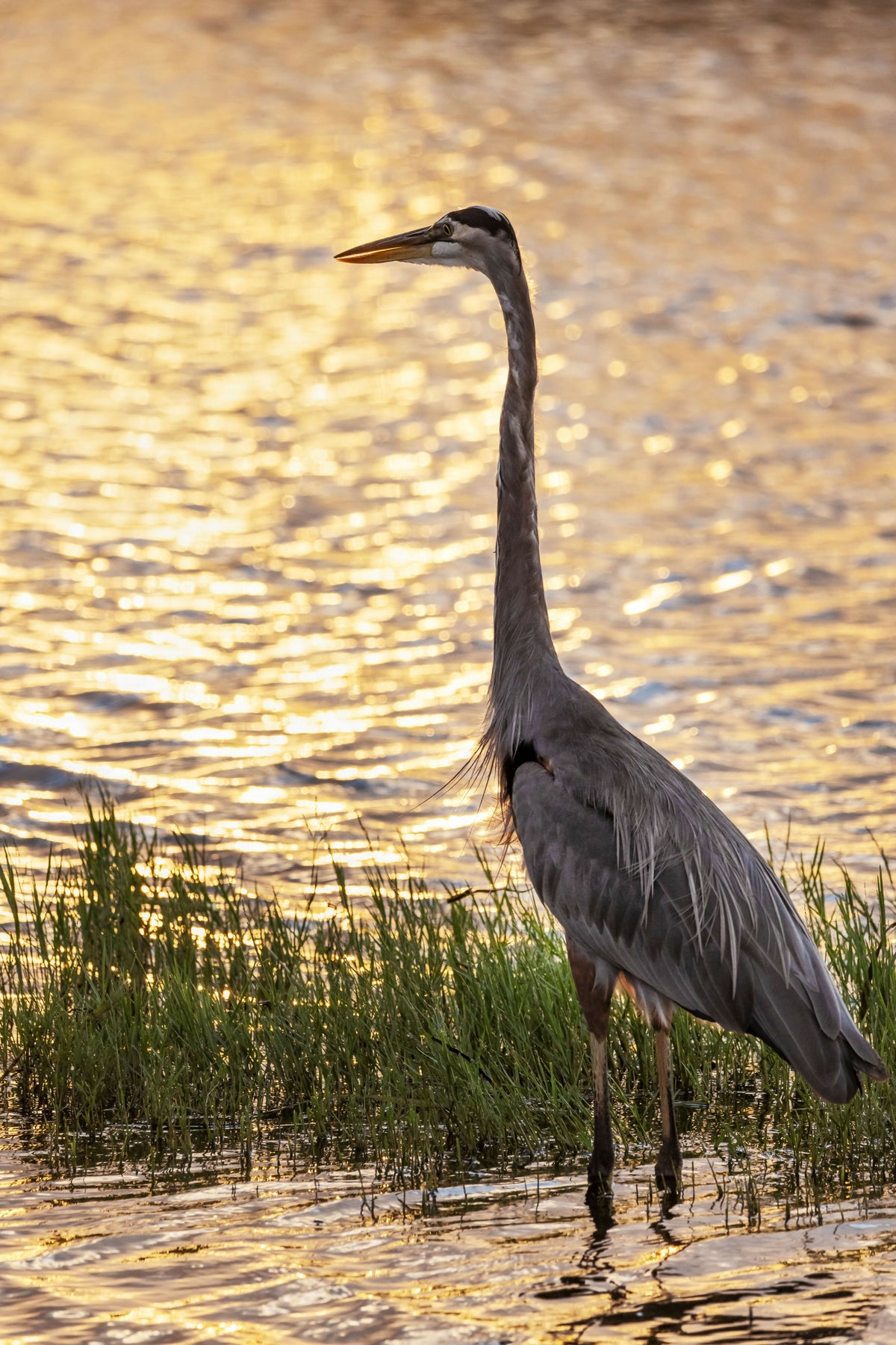 Great Blue Heron at Sunset