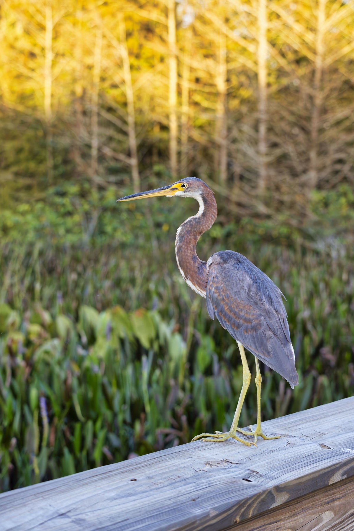 Colorful Tricolored Heron in a Wildlife Refuge