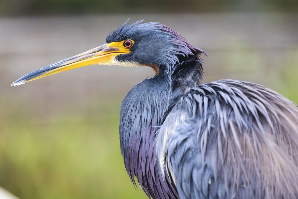Inspiring Tricolored Heron