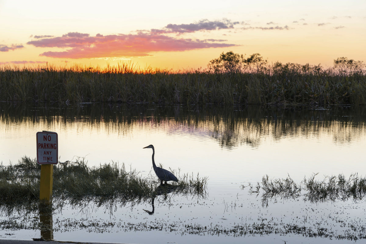 Florida, South Florida, Everglades, Silhouette of the Great Blue Heron – A Beautiful View