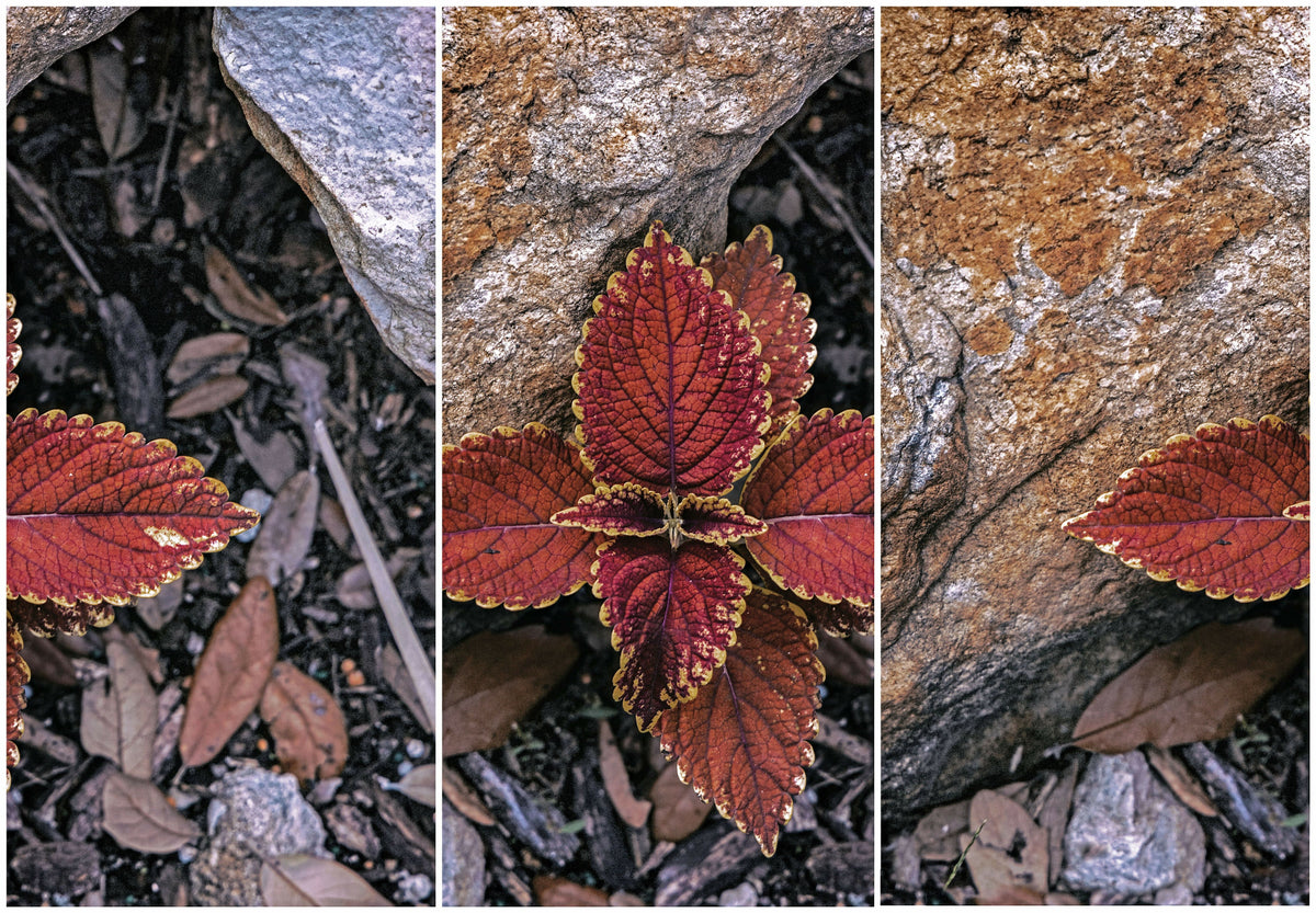Colorful Close Up of Coleus Plant Leaves