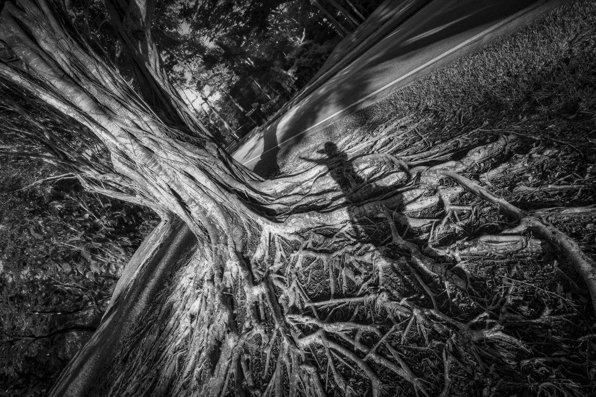 Human Shadow over Sprawling Roots on a Banyan Tree