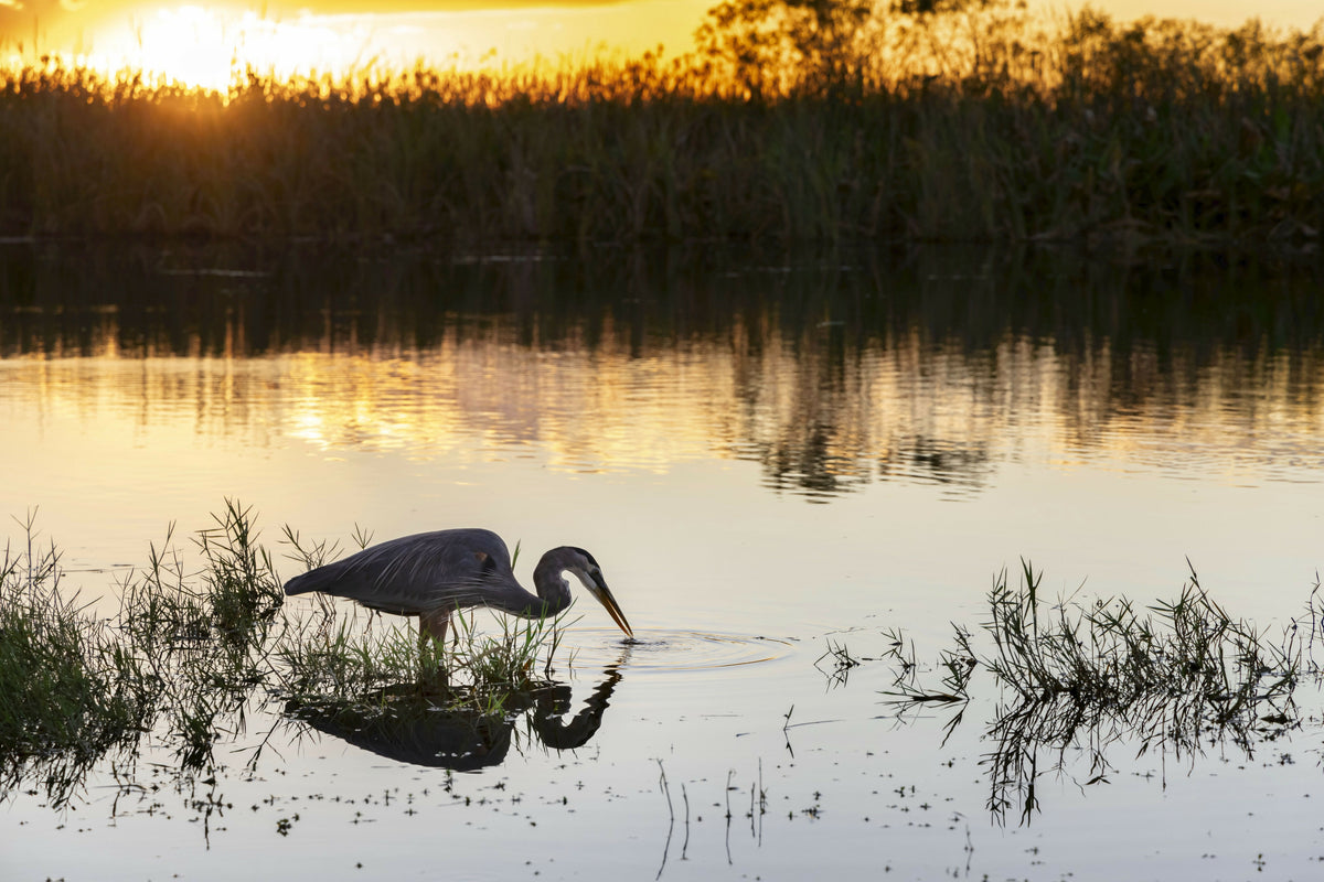 Florida, South Florida, Great Blue Heron at Everglades – A Serene View
