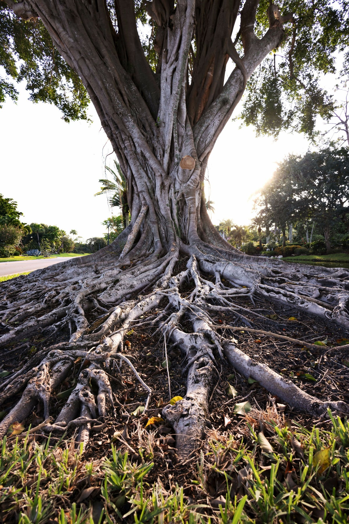 Scenic Sprawling Roots on a Banyan Tree