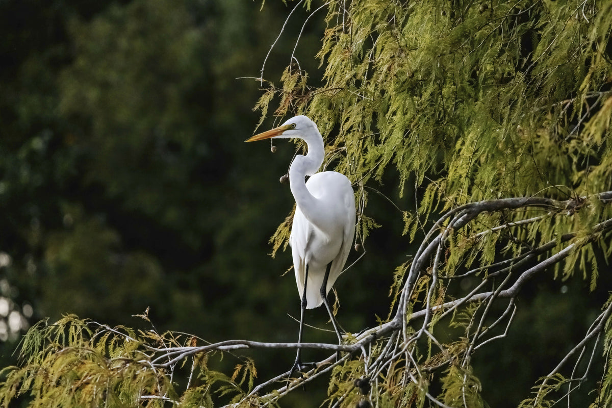 Florida, South Florida, Boynton Beach, Green Cay Nature Center & Wetlands, Great Egret – A Elegant View