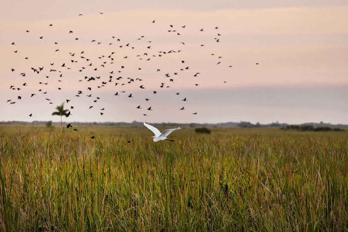 American White Ibis Flying Across the Everglades