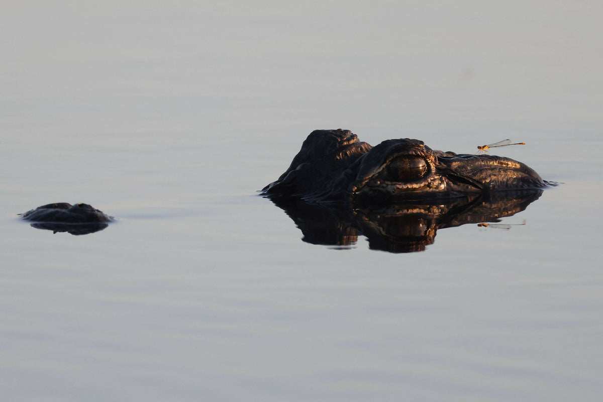 Alligator Partially Submerged in Water with Damselfly on It's Head