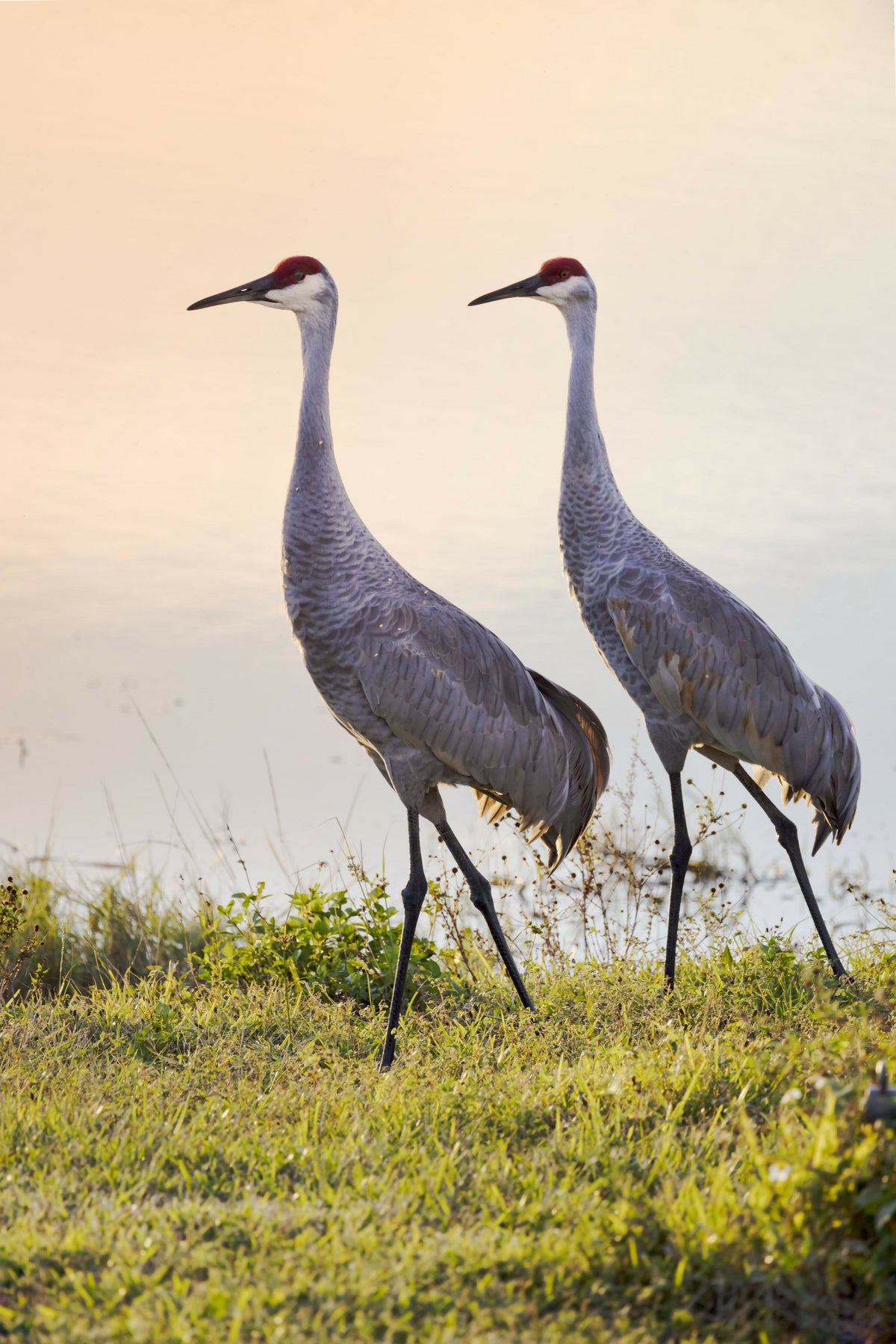 Portrait of Sandhill Cranes