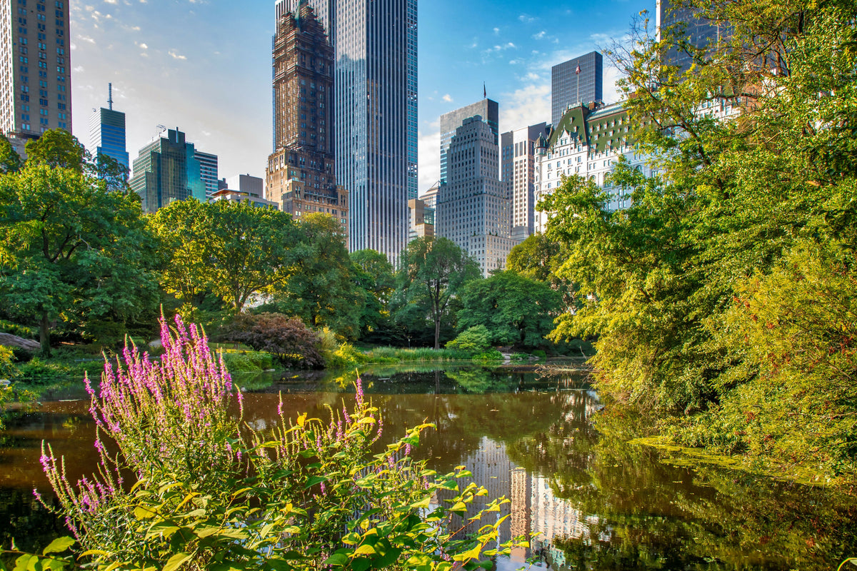 USA, New York City, Manhattan, Central Park, the Pond near Central Park South with Summer Greenery, Purple Wildflowers, Water Reflections, and Midtown Manhattan Skyscrapers in the Background