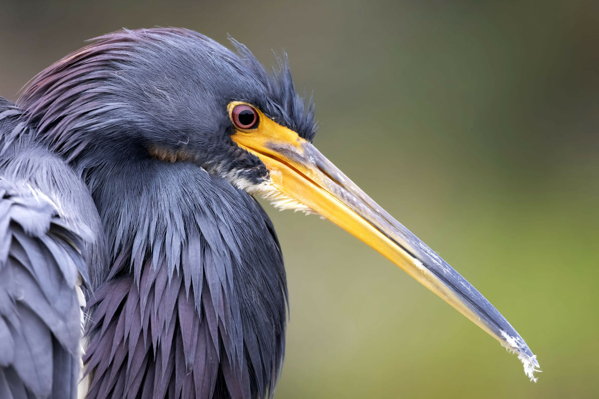 Beautiful Tricolored Heron