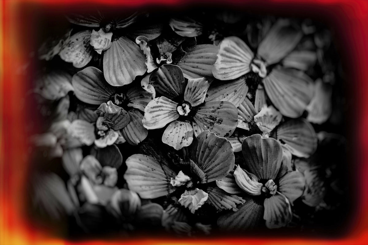 Ethereal Closeup of Pistia Aquatic Plant