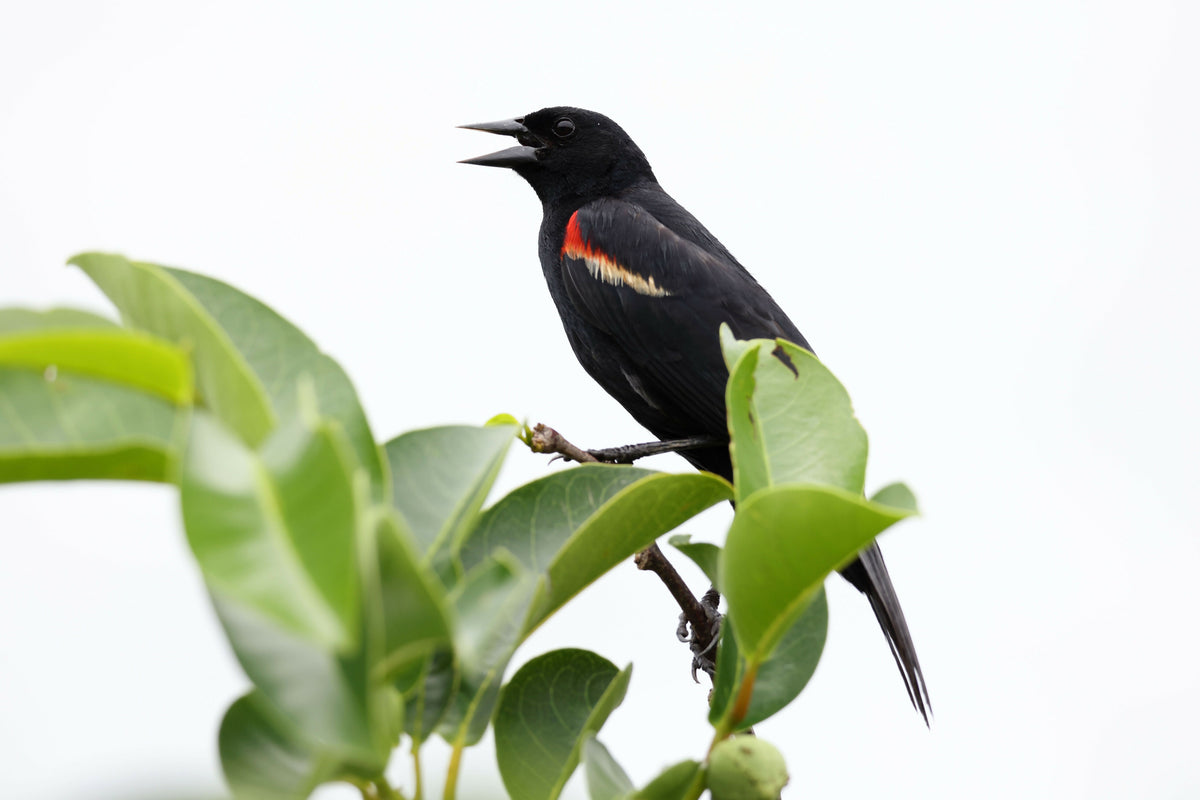 Red-winged Blackbird Singing