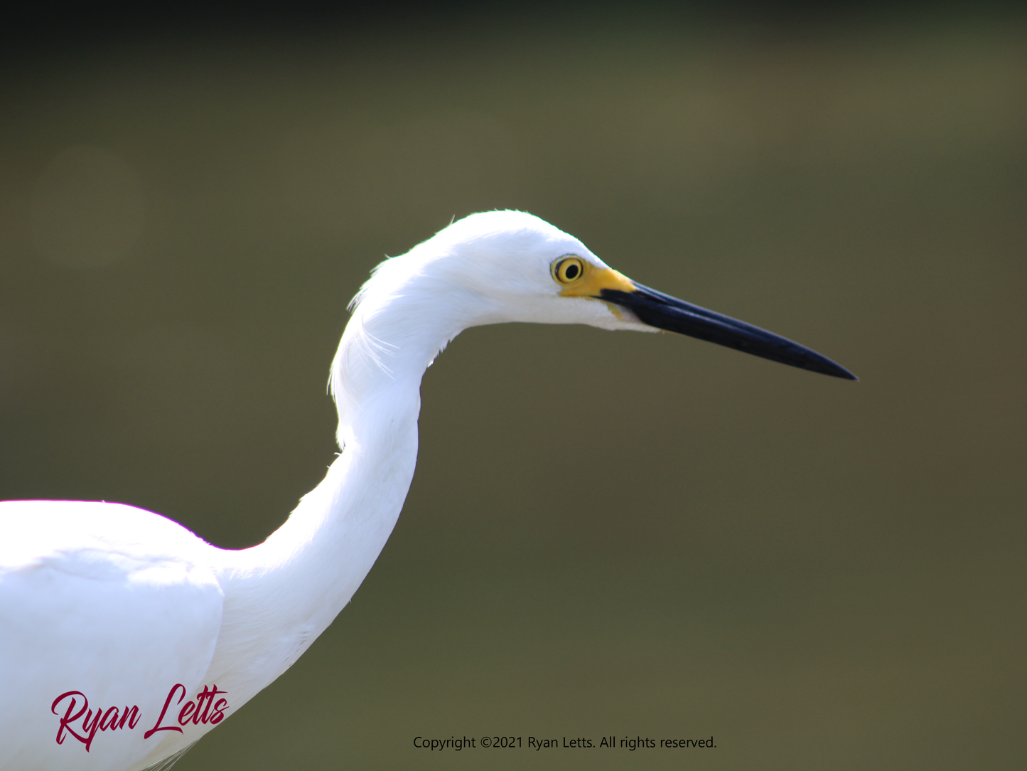 Mesmerizing Crane