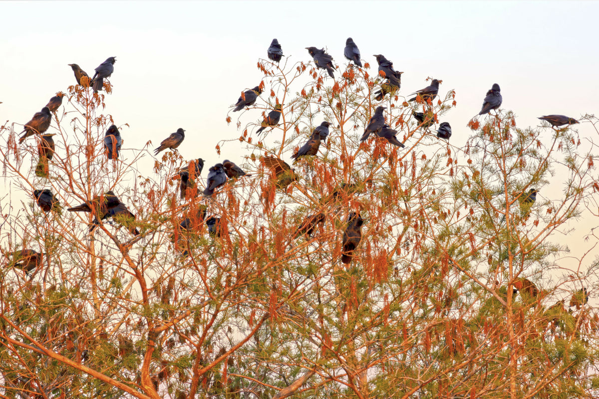 Boat-Tailed Grackle, Songbird