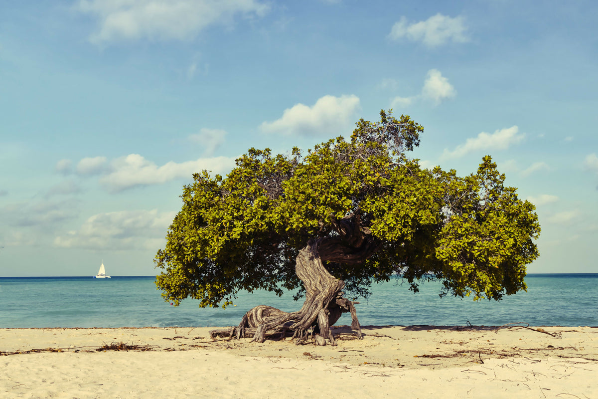 Aruba, Eagle Beach, Fofoti Tree – A Tropical View