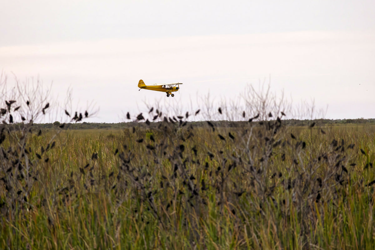 Airplane Flying over Everglades
