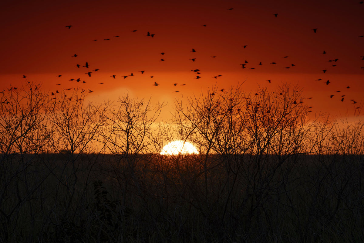 Flock of Birds Flying over Sunset and Bare Branches