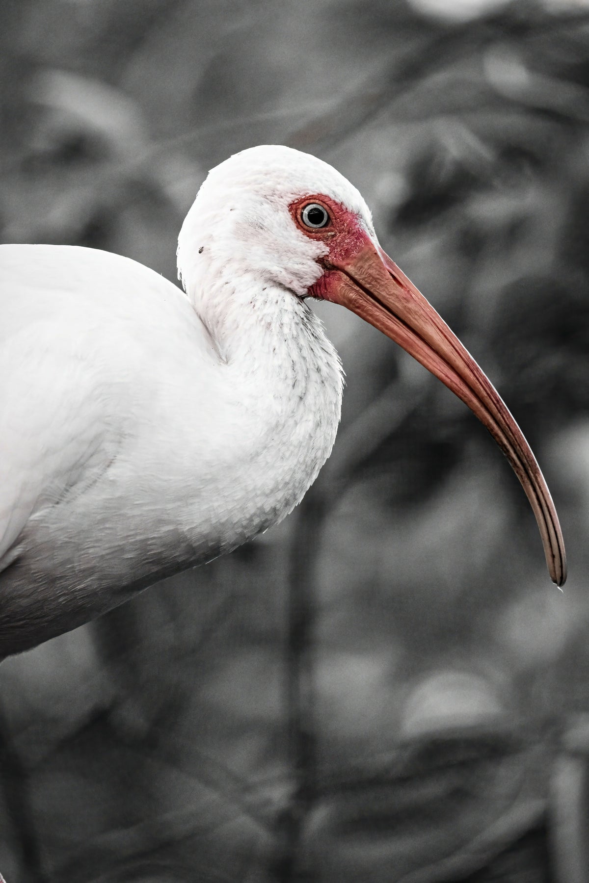 Colorful American White Ibis