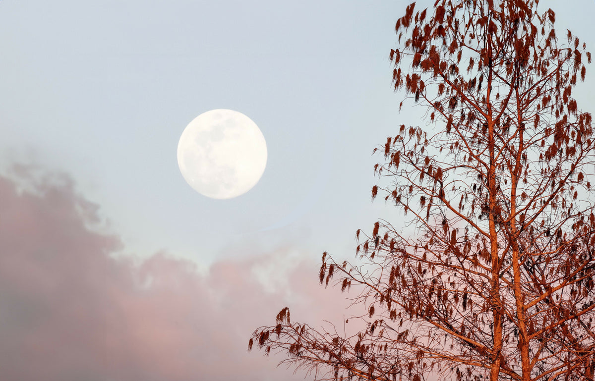 Full Moon and Tree at Sunset
