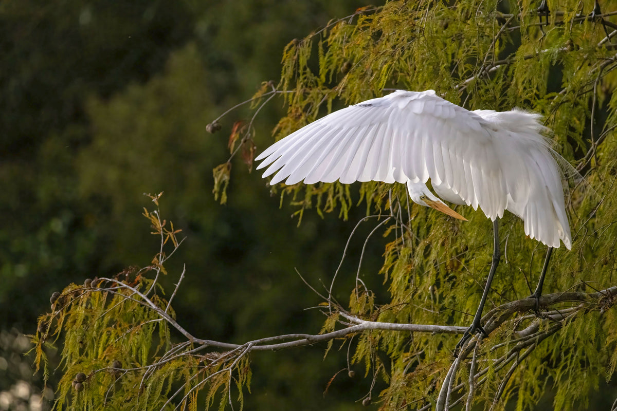 Florida, South Florida, Boynton Beach, Green Cay Nature Center & Wetlands, Great Egret – A Beautiful View