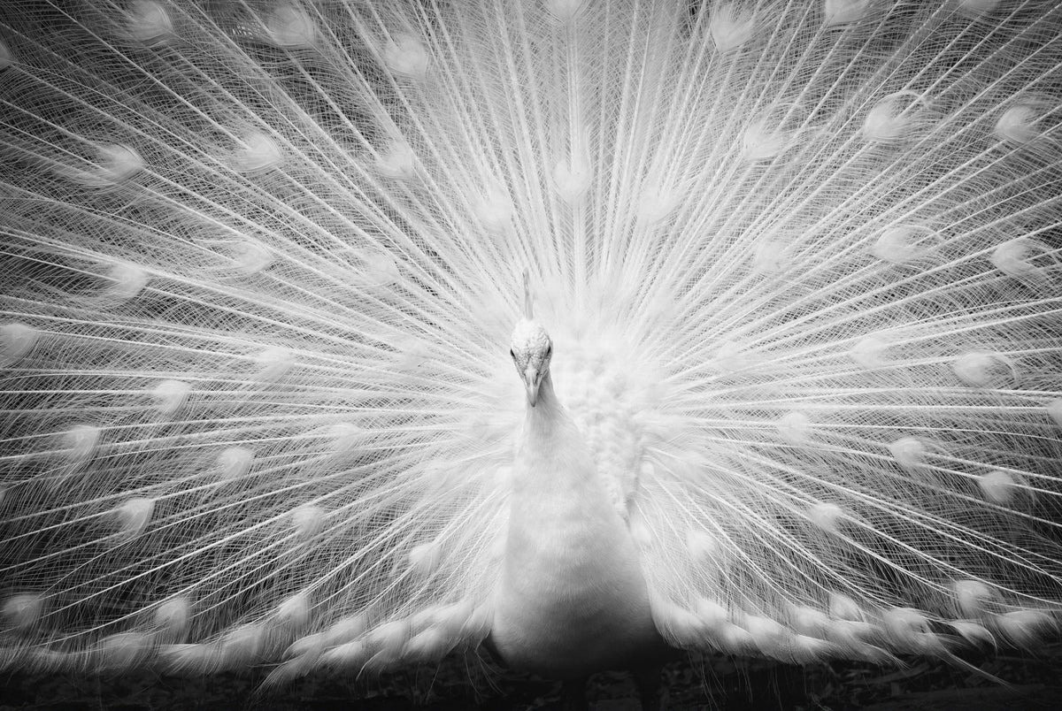 Closeup of a White Peacock with Its Feathers Spread Out
