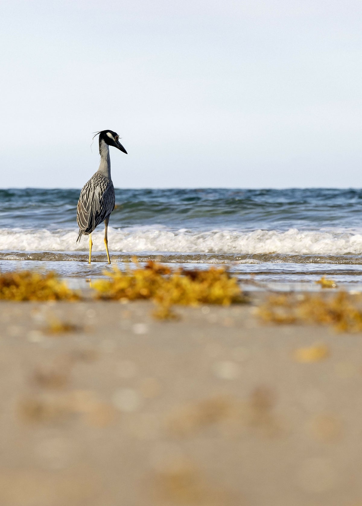 Grey Heron on Beach